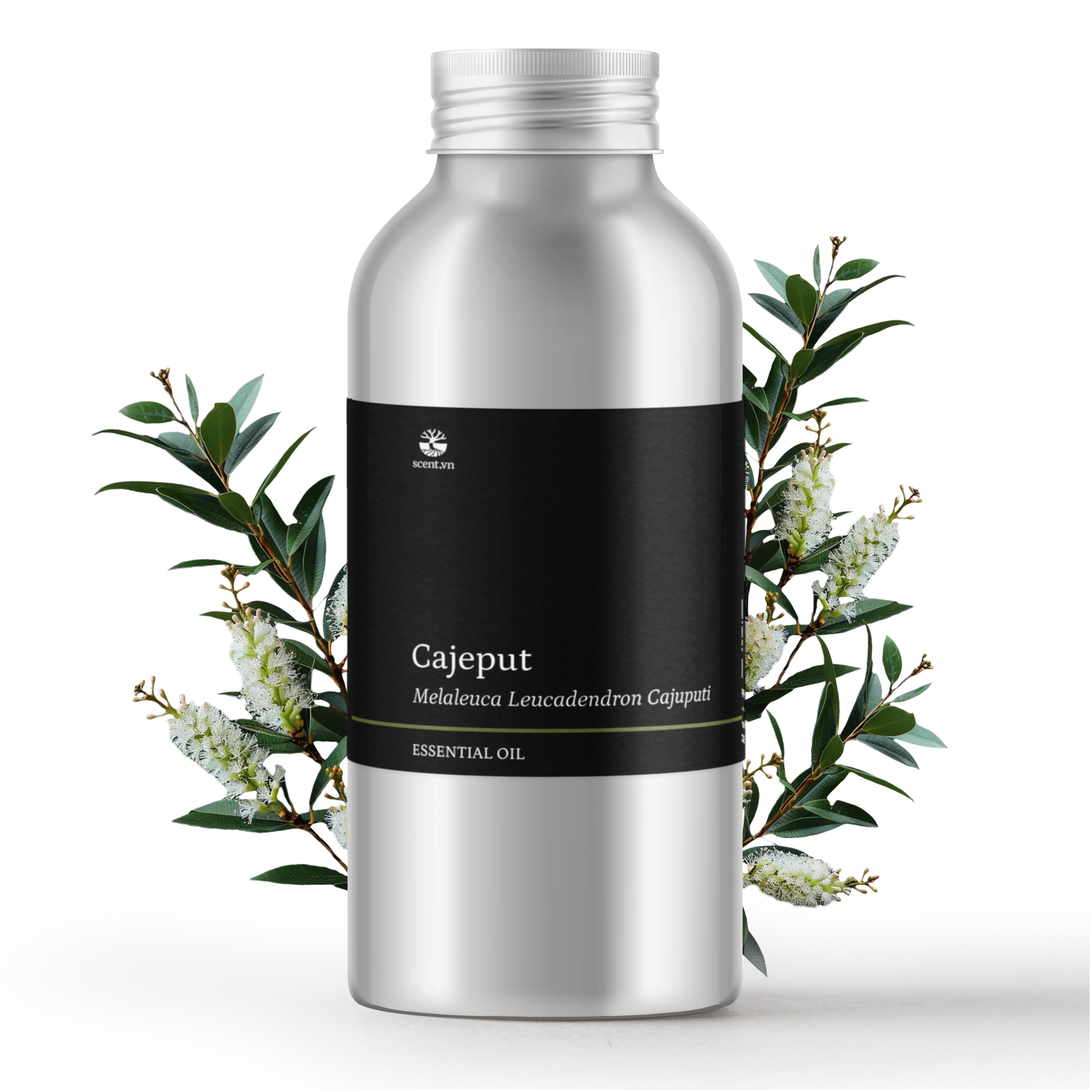 Cajeput Essential Oil