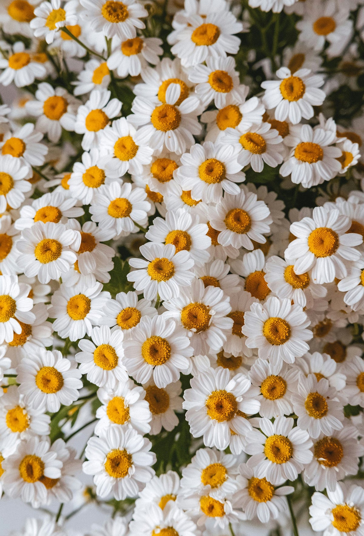 Isopentyrate aka. Chamomile Isobutyrate Aroma Chemical CAS# 80118-06-5