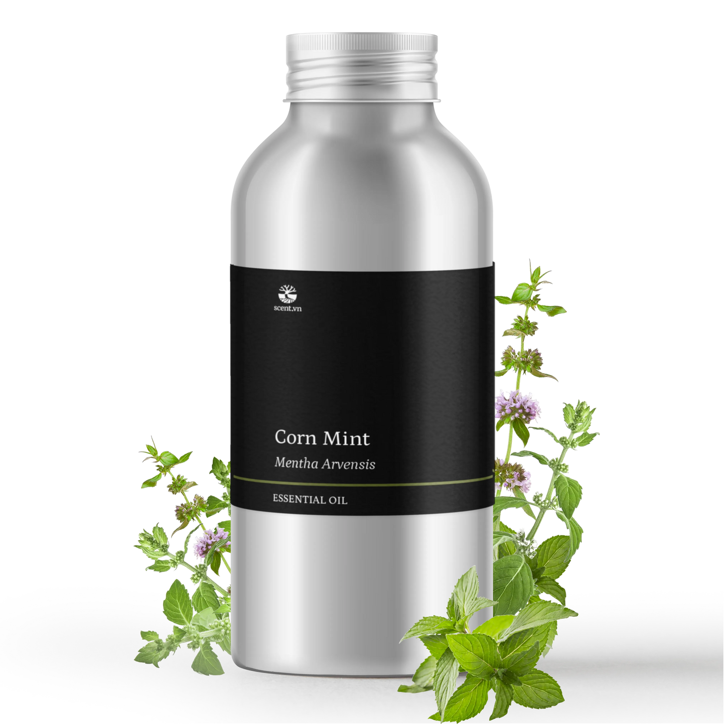 Cornmint Essential Oil