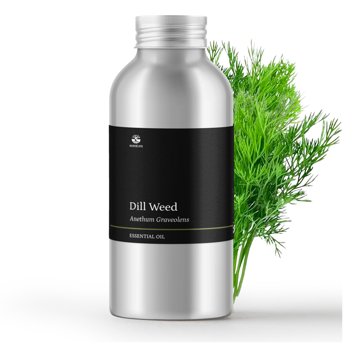 Dill Weed Essential Oil