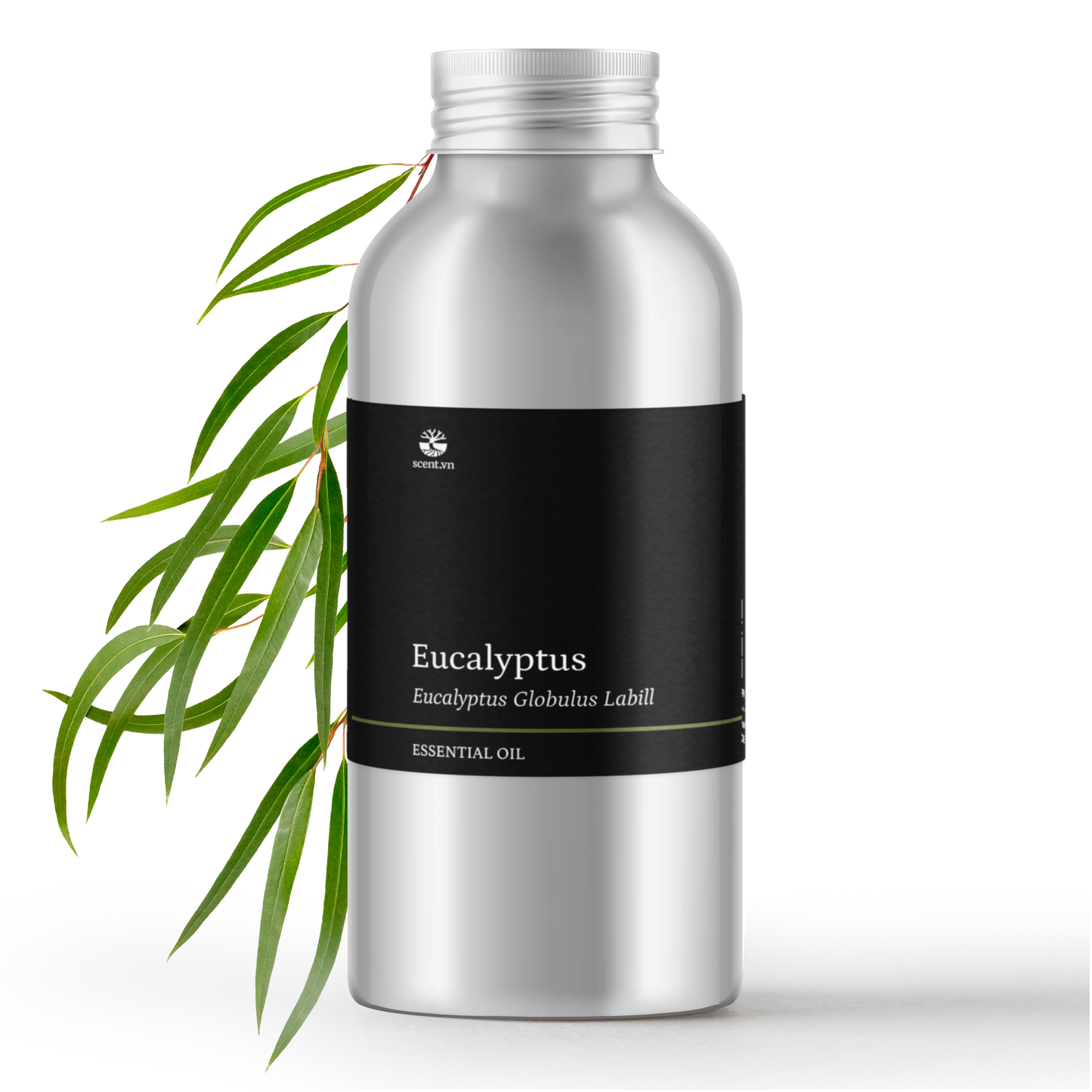 Tinh dầu Khuynh Diệp - Eucalyptus