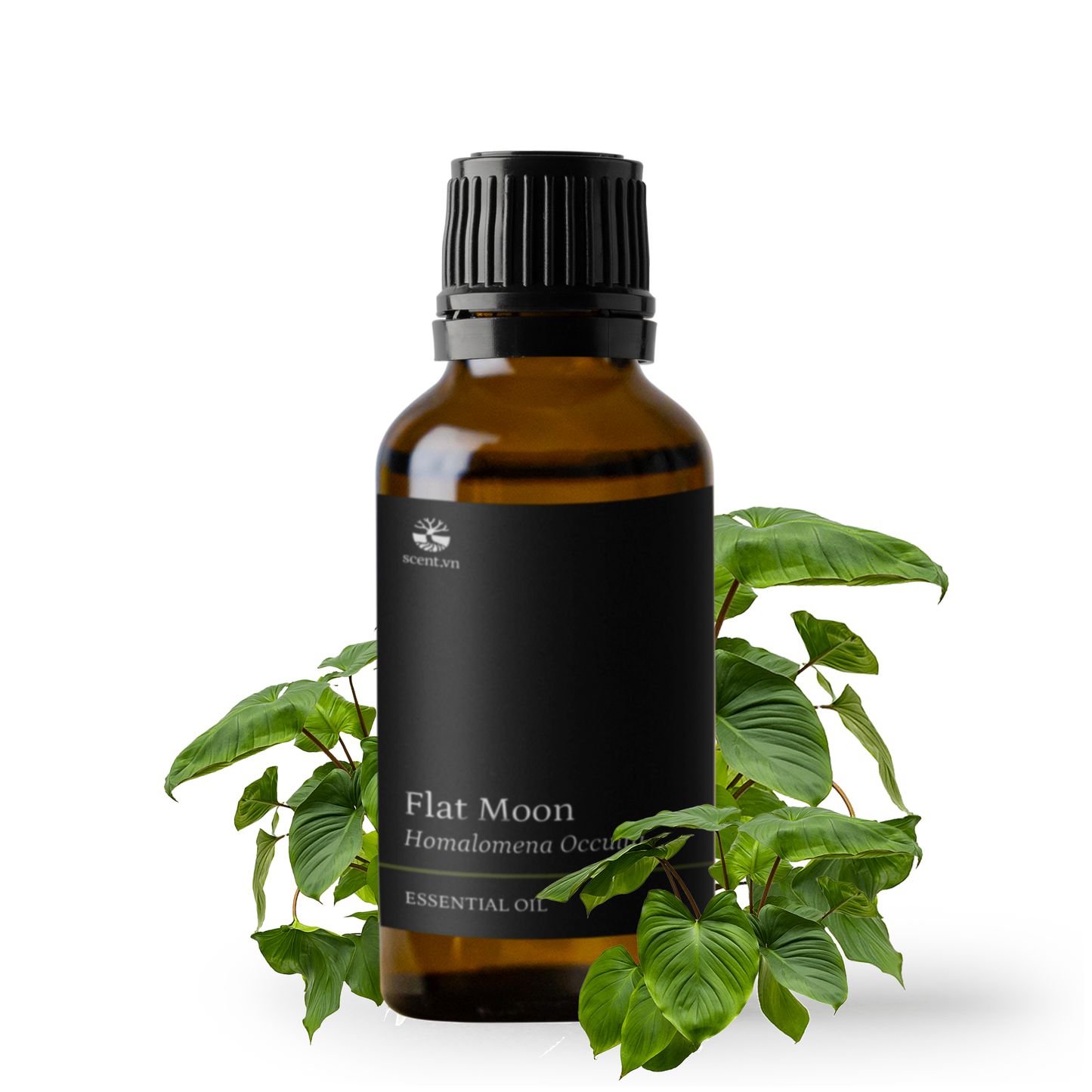 Tinh dầu Thiên Niên Kiện - Flat Moon