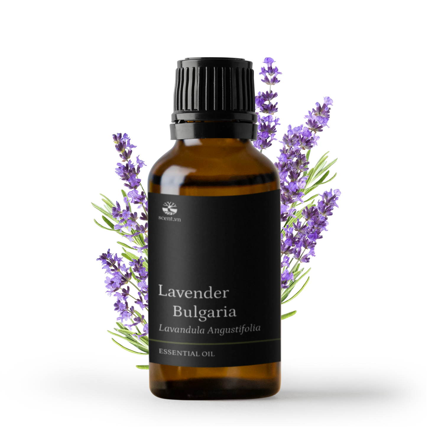 Lavender Bulgaria Essential Oil
