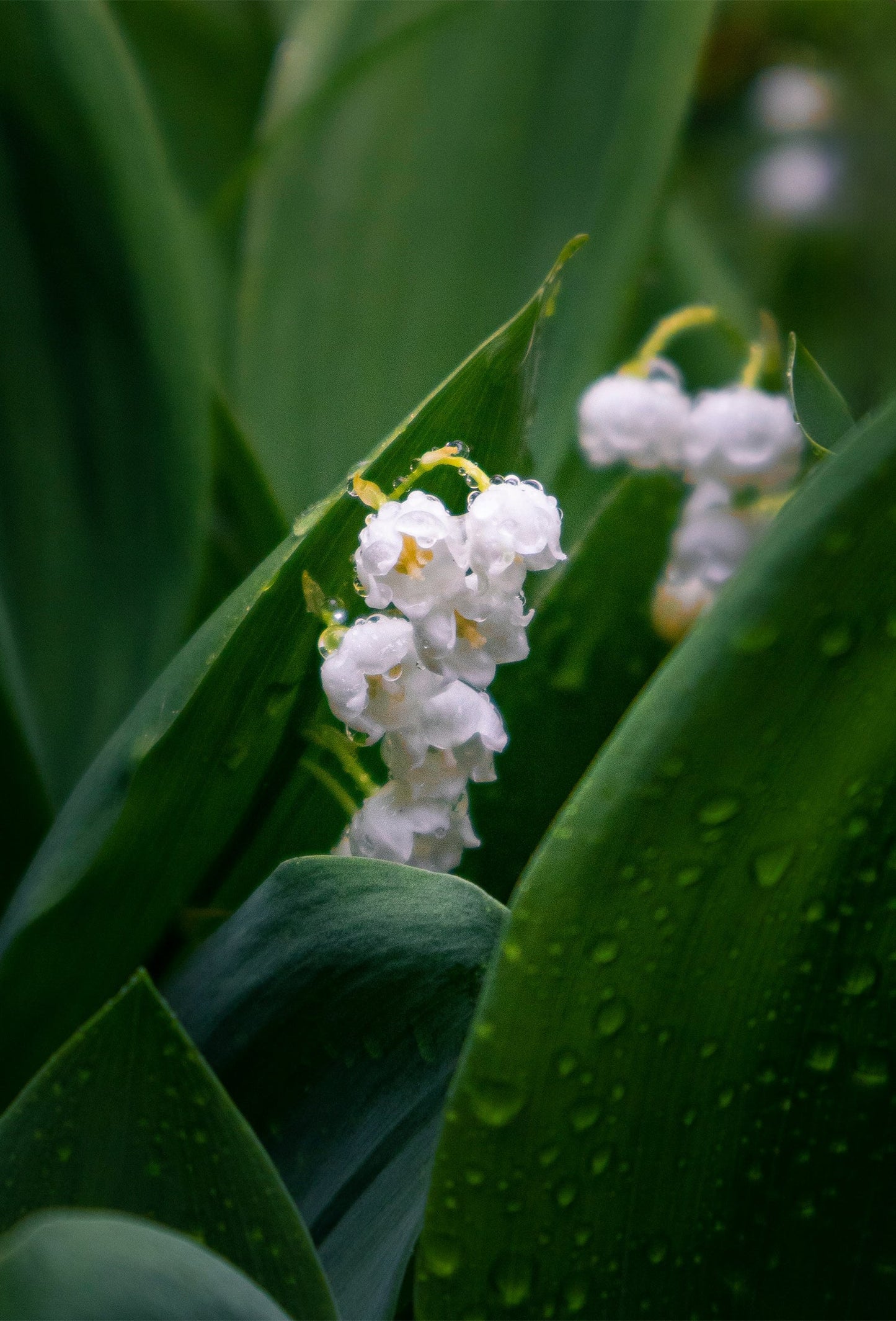 Chất thơm Lilyflore CAS# 285977-85-7