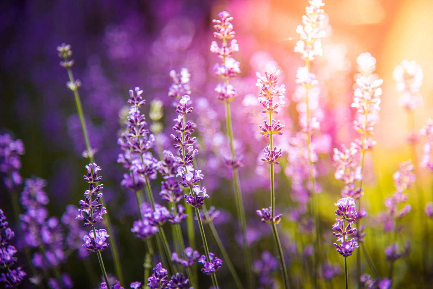 Linalool Aroma Chemical CAS# 78-70-6
