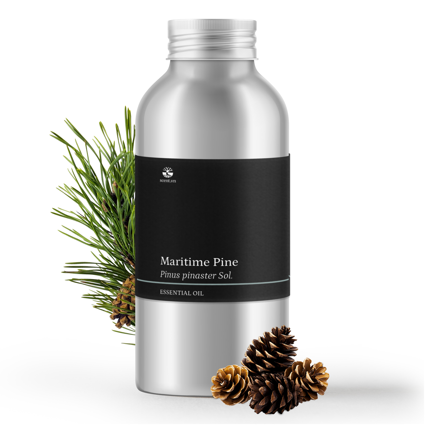 Tinh dầu Thông Biển - Maritime Pine