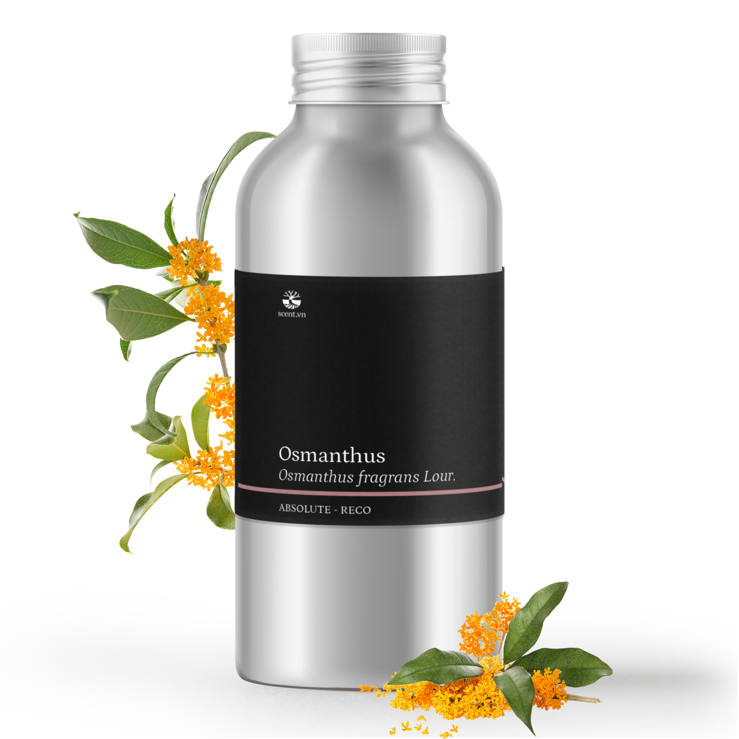 Tinh dầu Quế Hoa - Osmanthus Absolute Reco