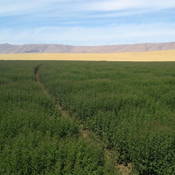 Spearmint Essential Oil