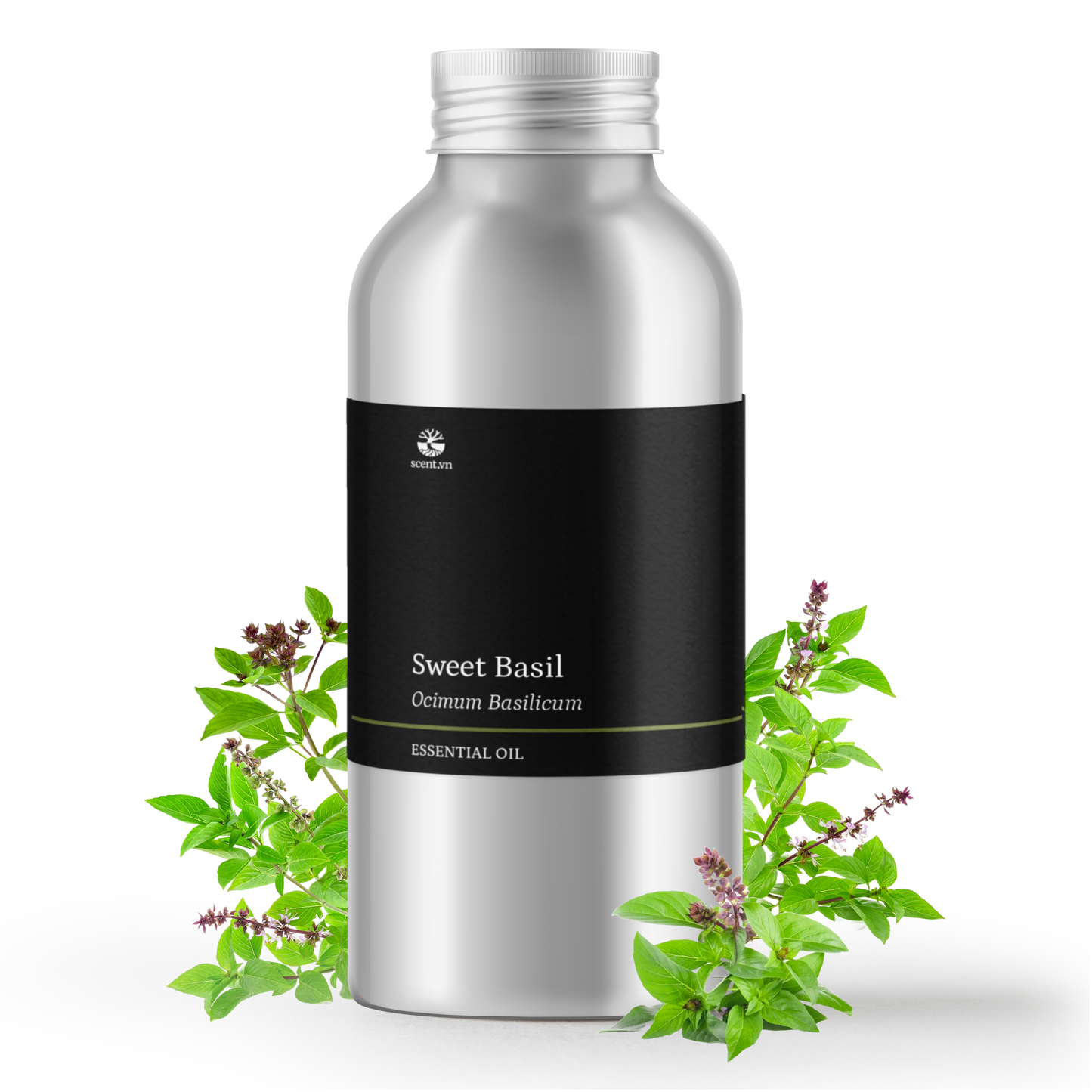 Sweet Basil Essential Oil