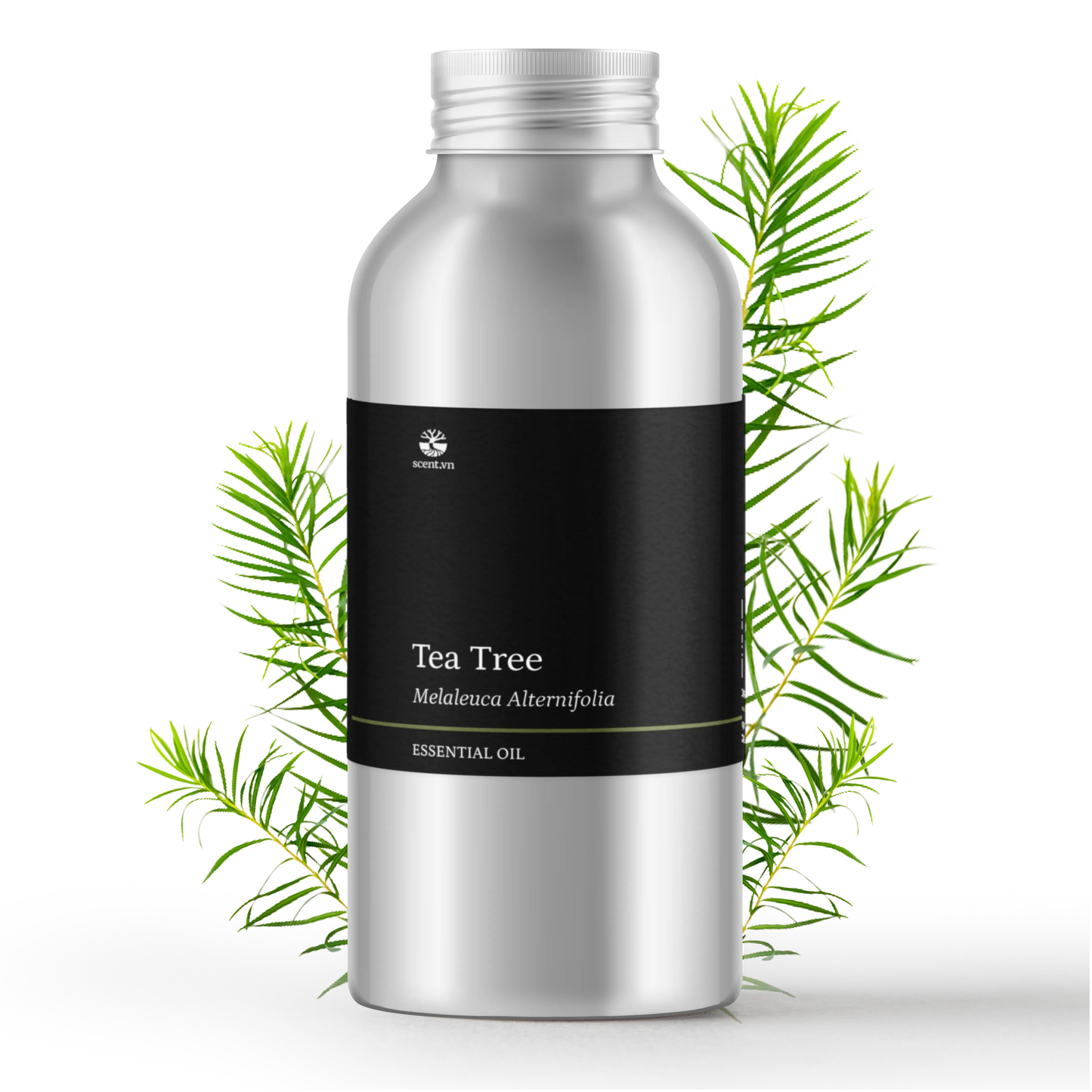 Tinh dầu Tràm Trà - Tea Tree