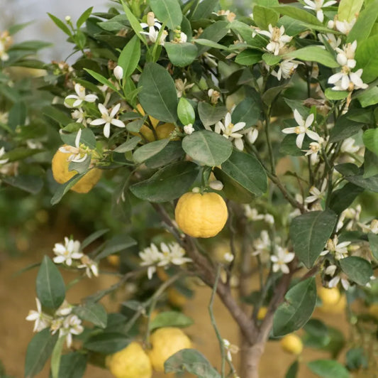 Tinh dầu Cam Hương Bergamot