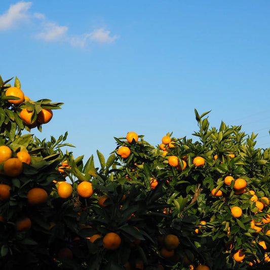 Tinh dầu Quýt Vàng Tangerine