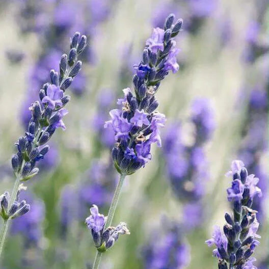 Tinh dầu Oải Hương Lavender