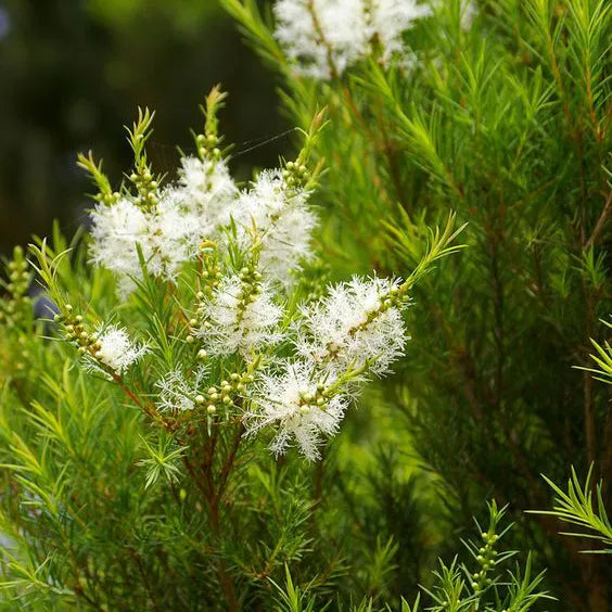 Tea Tree Essential Oil – Scent Wiki