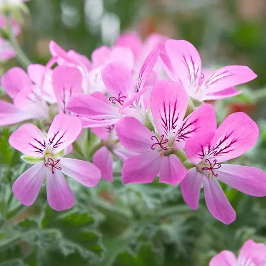 Tinh dầu Phong Lữ Geranium