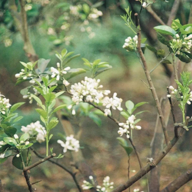 Tinh dầu Hoa Bưởi - Pomelo Flower