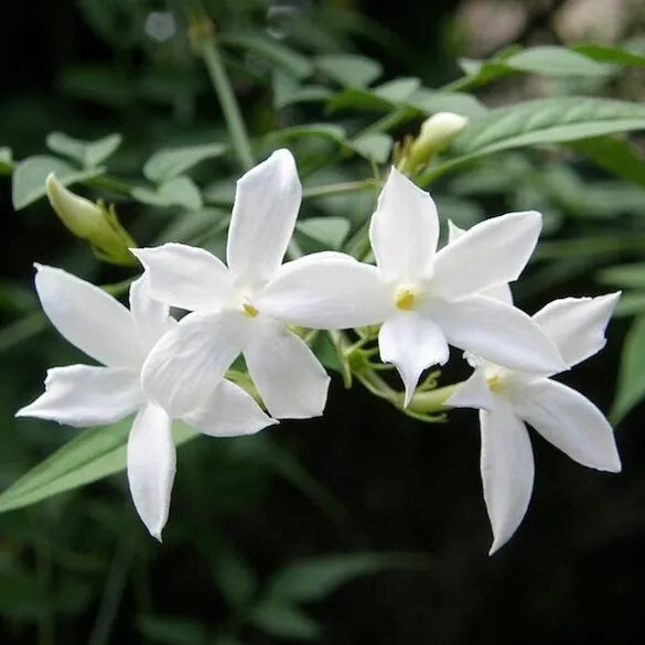 Absolute Hoa Nhài - Jasmine Grandiflorum