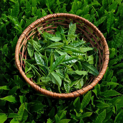 Hợp hương Trà Xanh - Green Tea