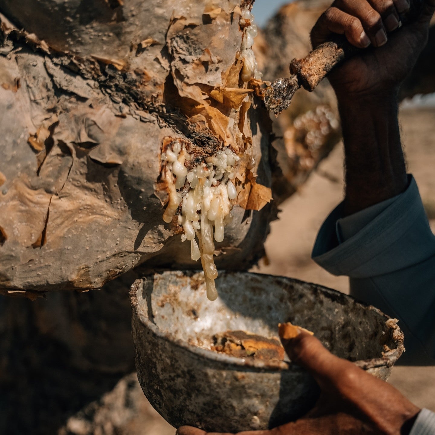 Olibanum Frankincense Carterii Essential Oil