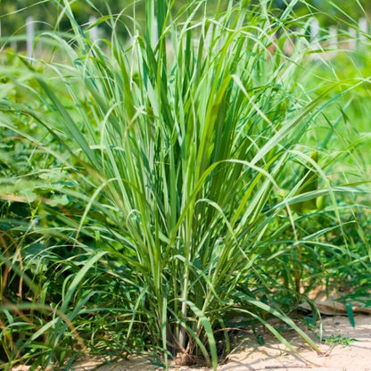 Tinh dầu Sả Chanh - Lemongrass