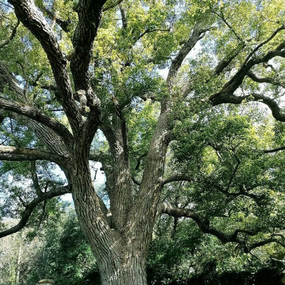 Tinh dầu Long Não - Camphor