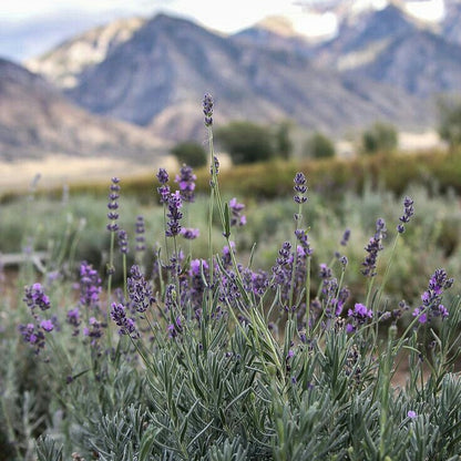 Tinh dầu Oải Hương - Lavender Bulgaria