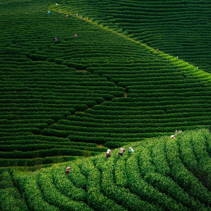 Hợp hương Trà Xanh - Green Tea