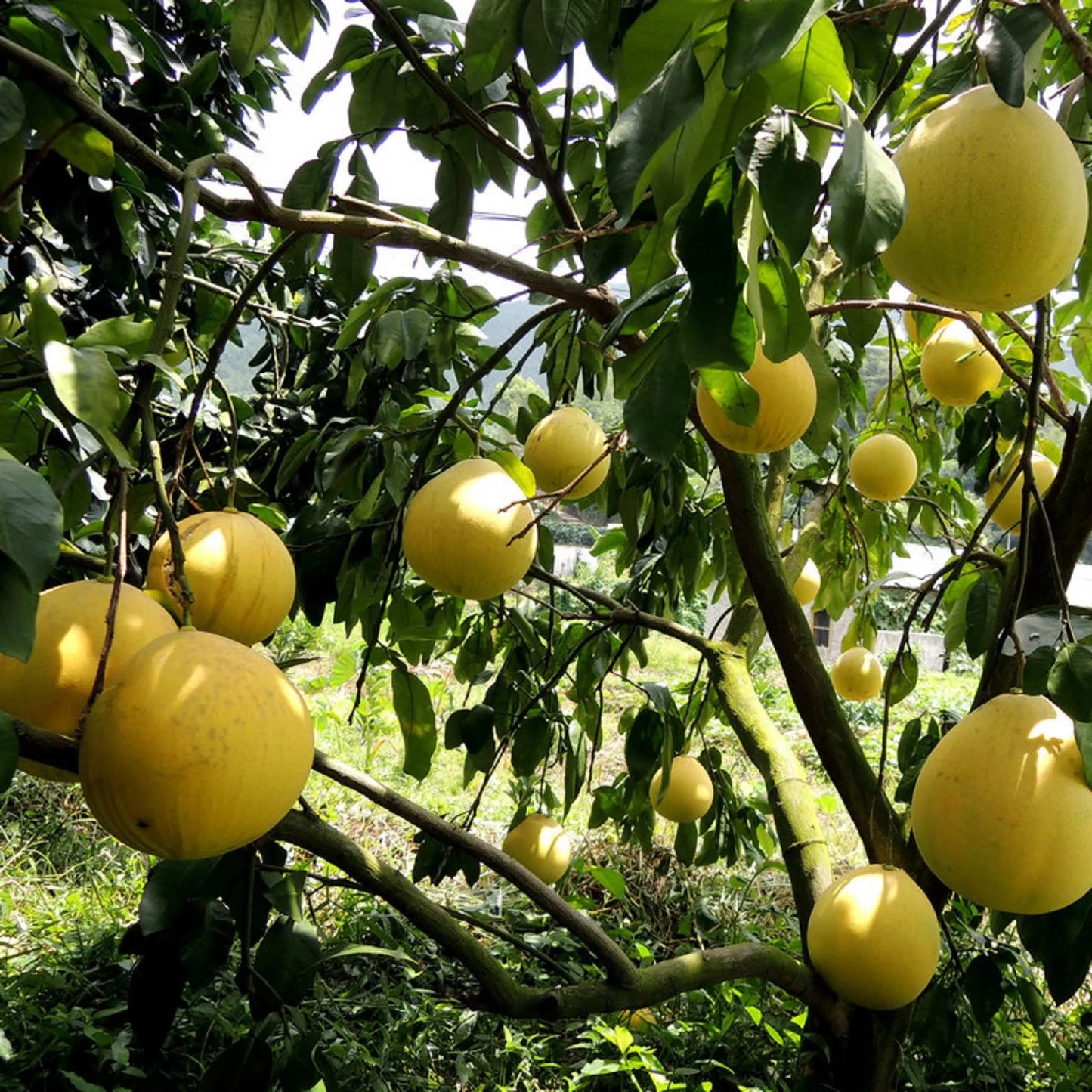 Absolute Hoa Bưởi - Pomelo Flower