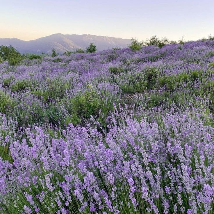 Tinh dầu Oải Hương - Lavender Bulgaria