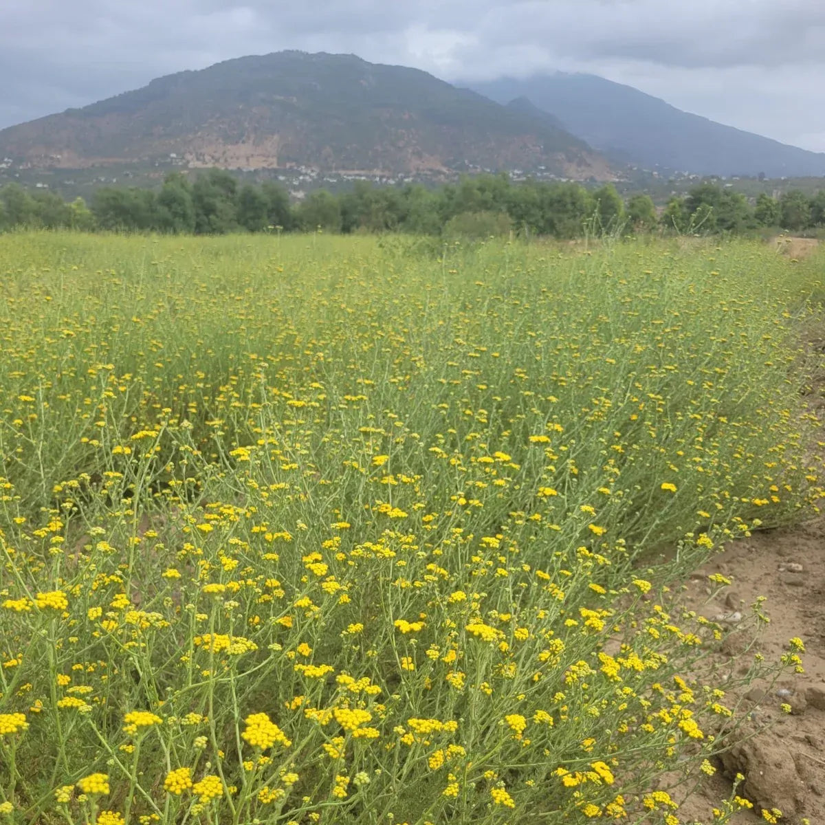 Tinh dầu Cúc Ngải Xanh - Blue Tansy