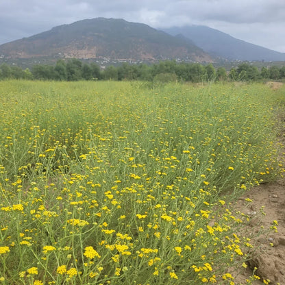 Tinh dầu Cúc Ngải Xanh - Blue Tansy