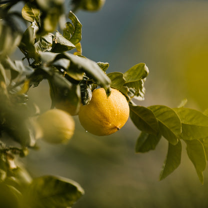 Tinh dầu Cam Hương - Bergamot FCF