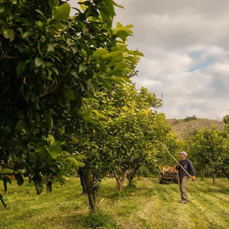 Tinh dầu Cam Hương - Bergamot FCF