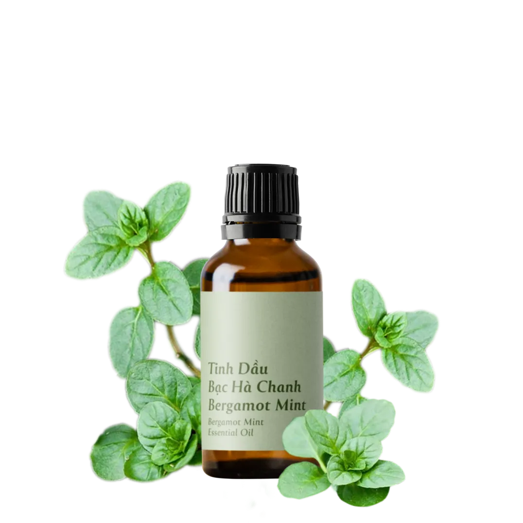  Bergamot Mint Essential Oil