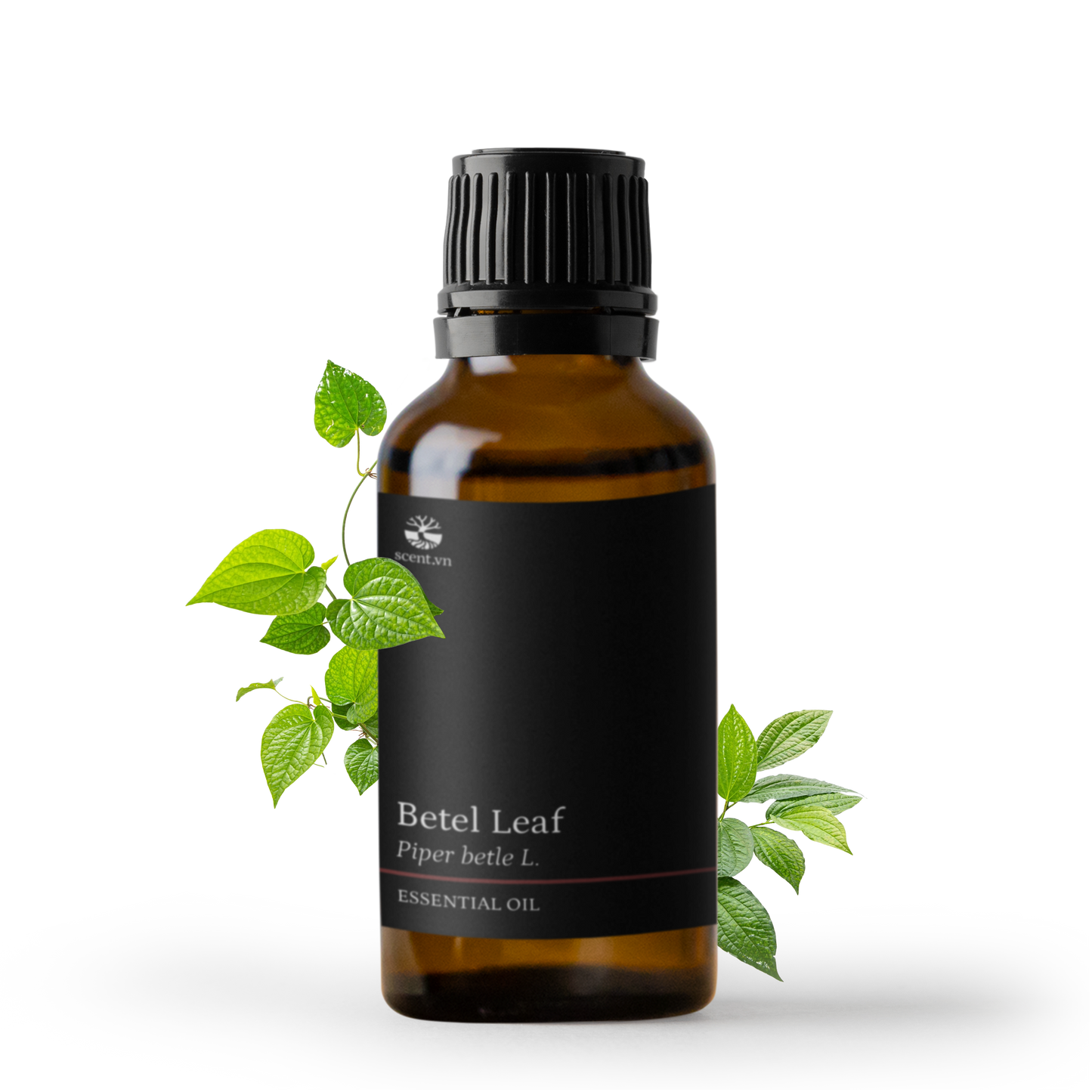 Betel Leaf Essential Oil