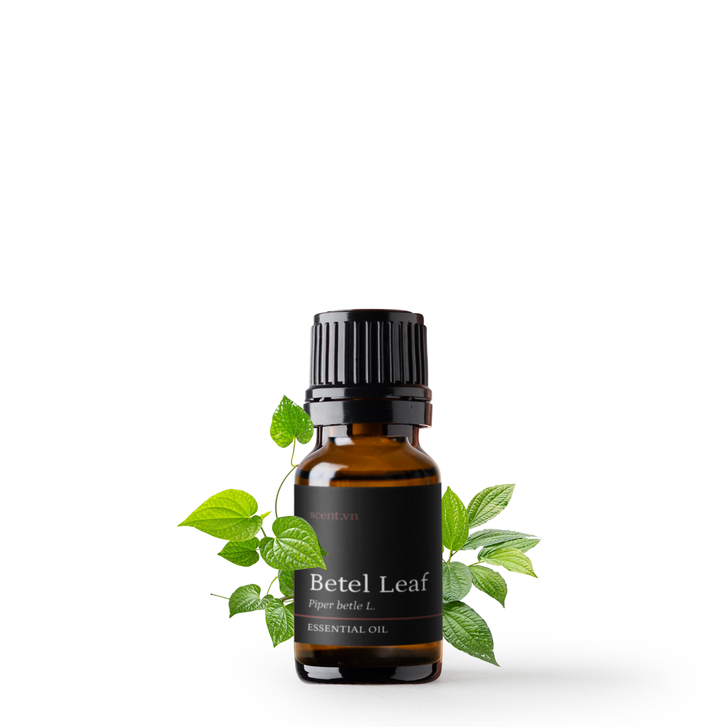 Betel Leaf Essential Oil