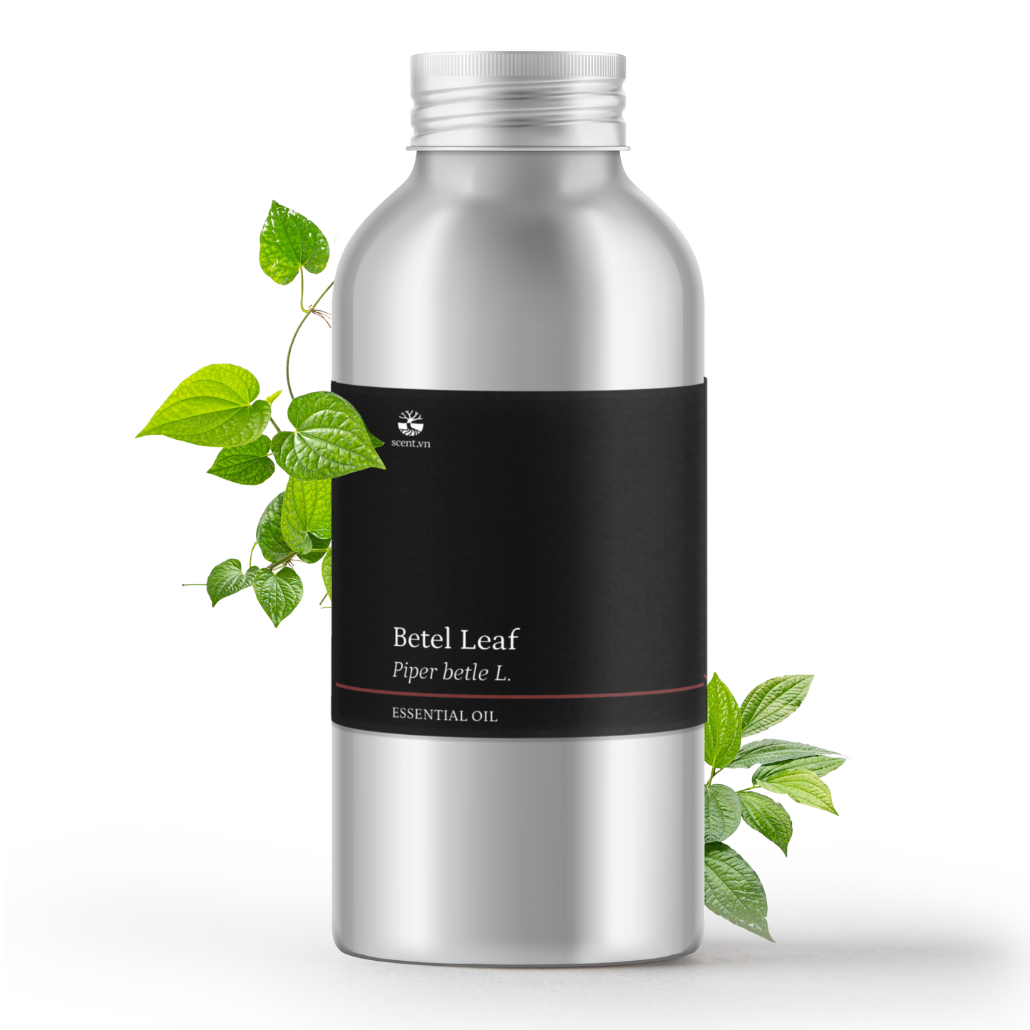 Betel Leaf Essential Oil