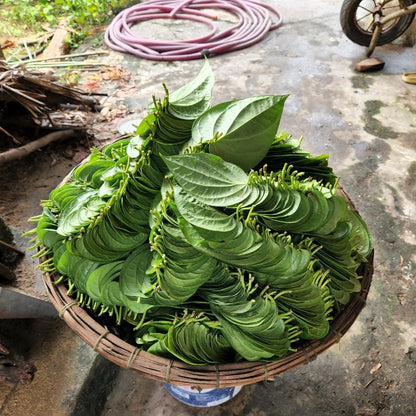 Betel Leaf Essential Oil