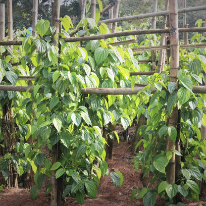 Betel Leaf Essential Oil