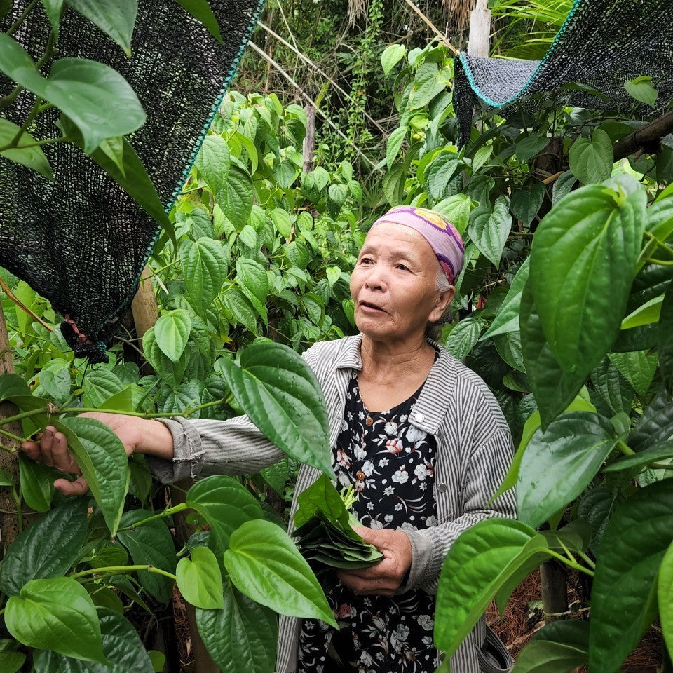 Betel Leaf Essential Oil