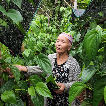 Betel Leaf Essential Oil