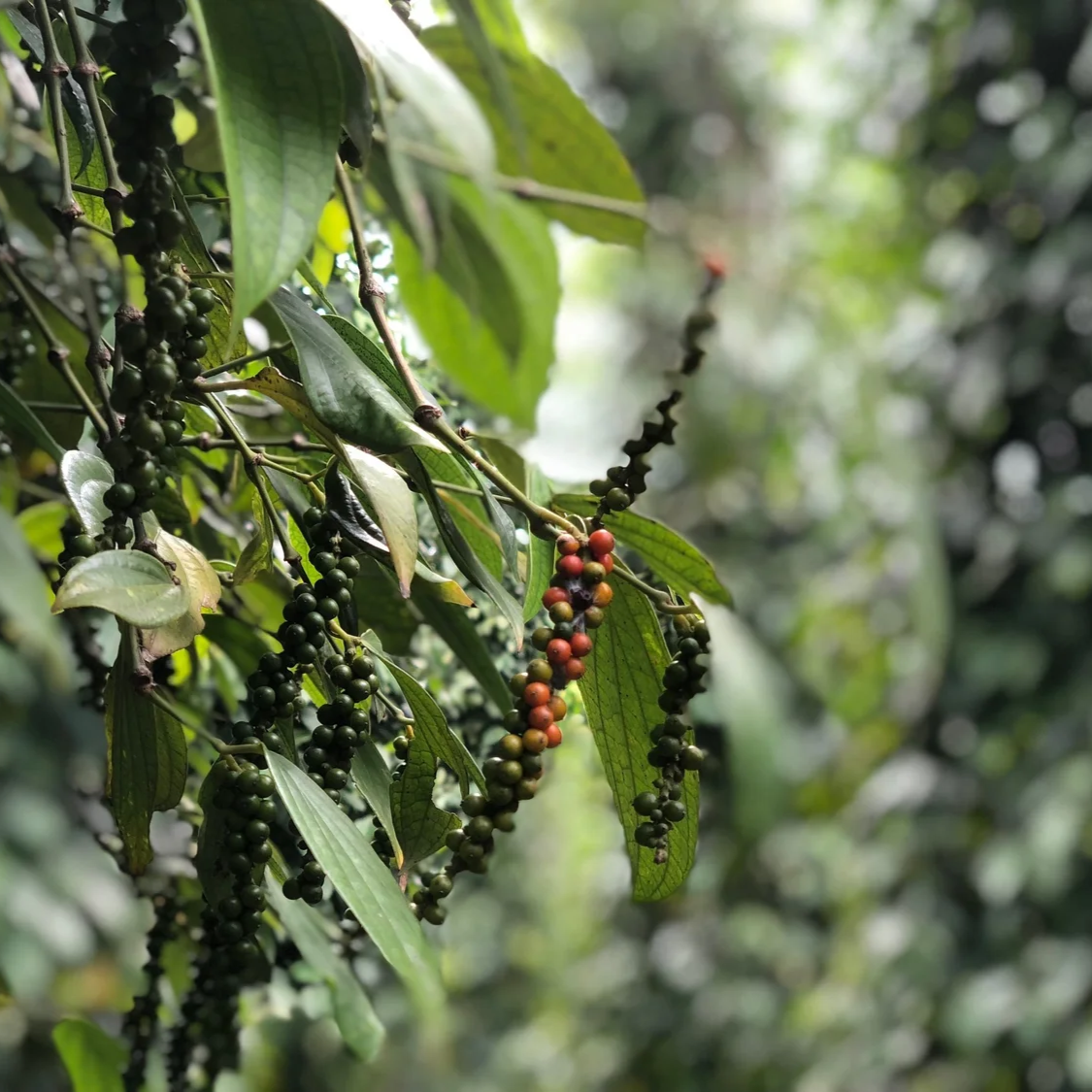Black Pepper Madagascar Essential Oil