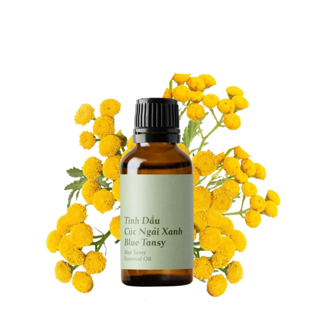 Blue Tansy Essential Oil