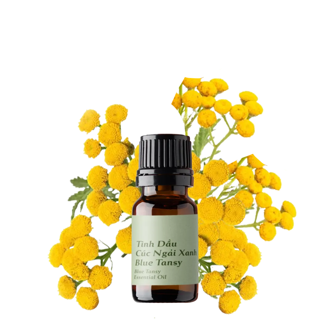 Blue Tansy Essential Oil