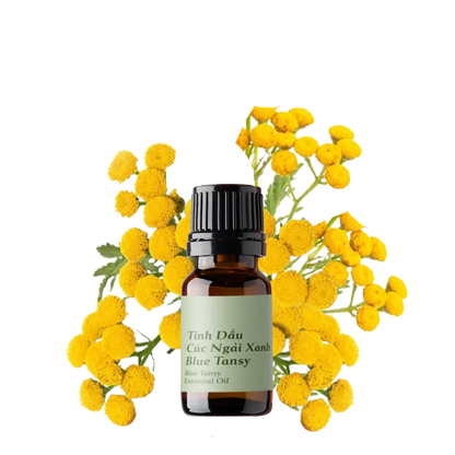 Blue Tansy Essential Oil