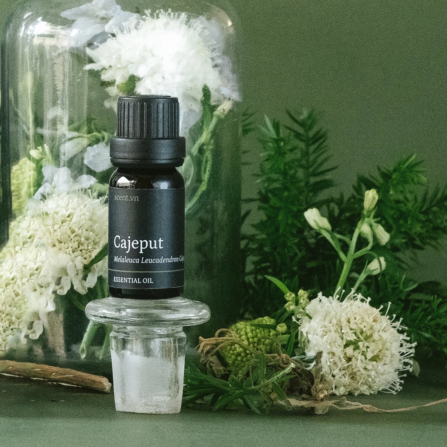 Cajeput Essential Oil