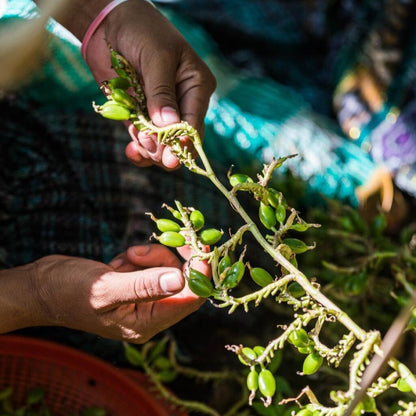 Cardamom Essential Oil