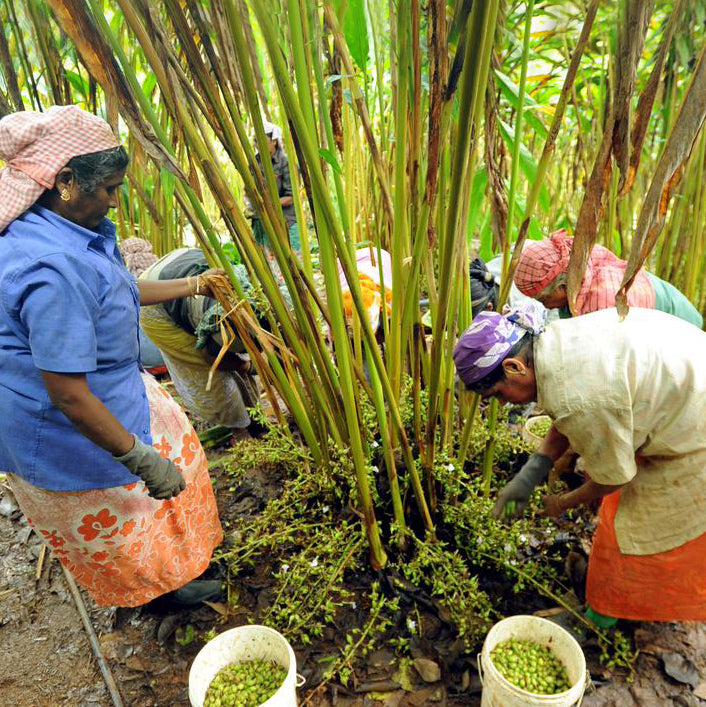 Cardamom Essential Oil