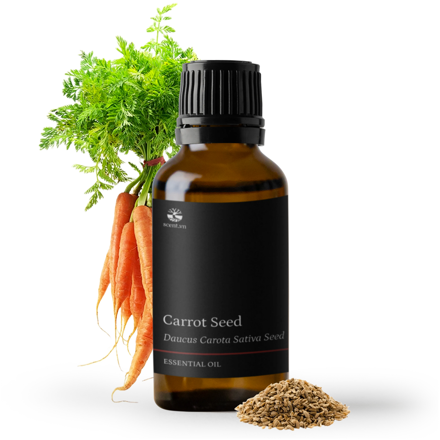 Tinh dầu Hạt Cà Rốt - Carrot Seed