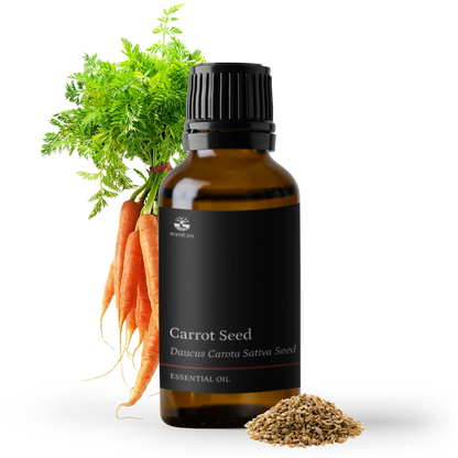 Tinh dầu Hạt Cà Rốt - Carrot Seed